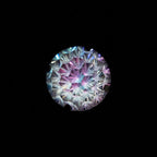 Starburst Crystal F136 Titanium flat-back jewelry image 08